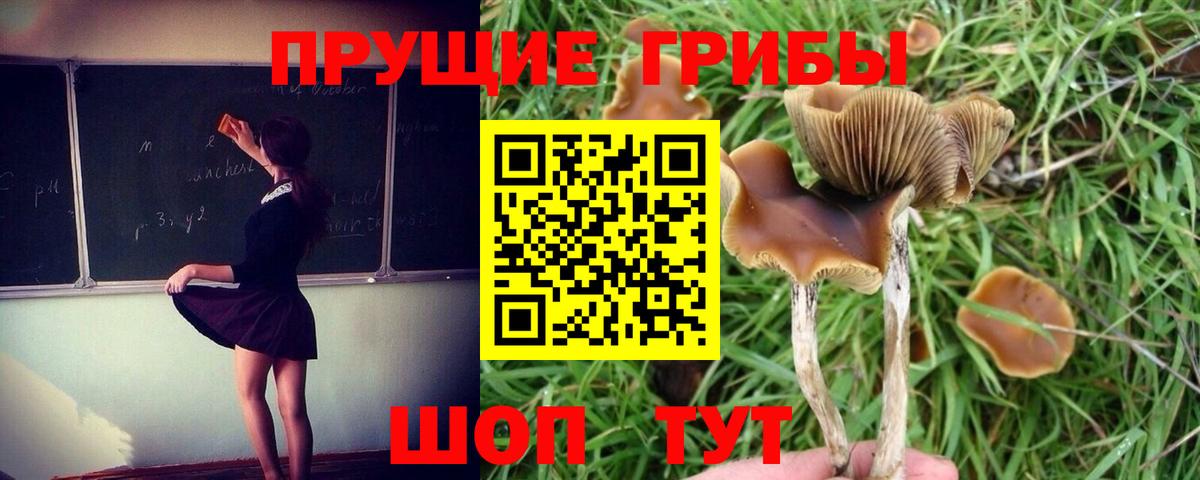 Псилоцибиновые грибы ЛСД Бузулук